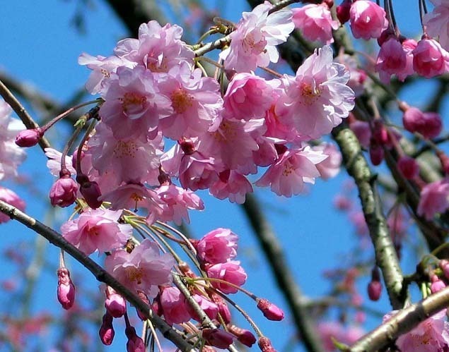 桜枝4c0ad398.jpg