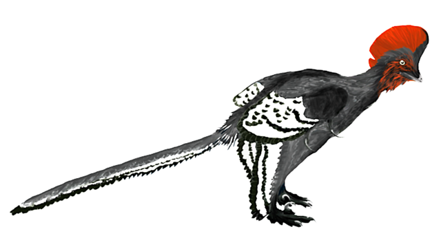 Anchiornis_martyniuk.png