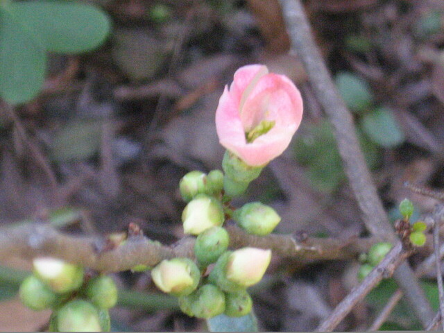 IMG_2208.JPG