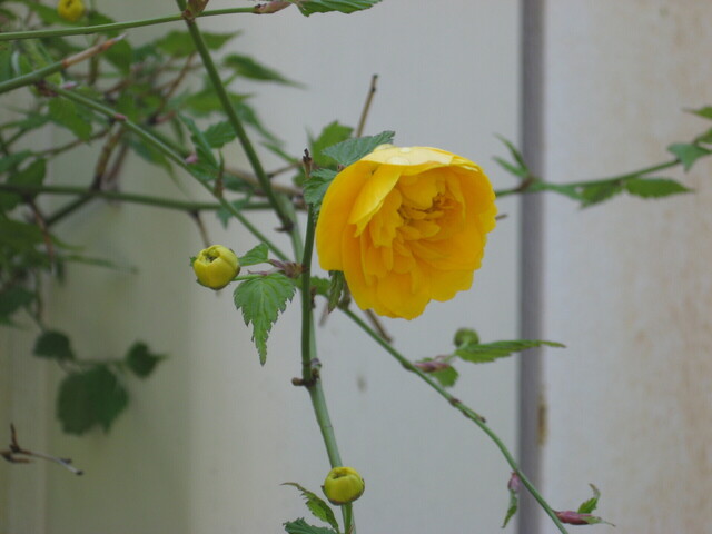 IMG_2470.JPG