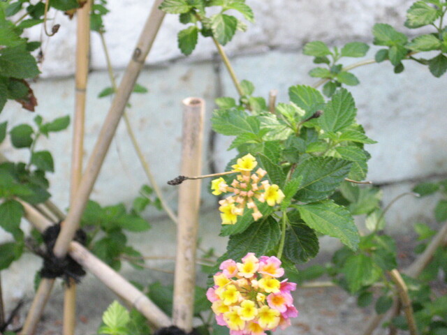 IMG_2650.JPG