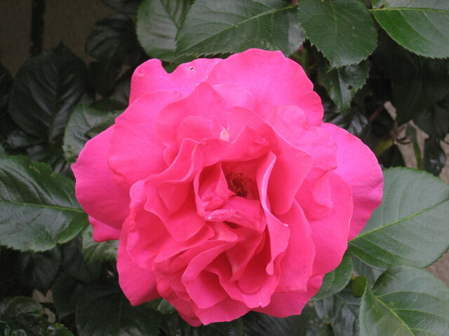 IMG_2686.JPG