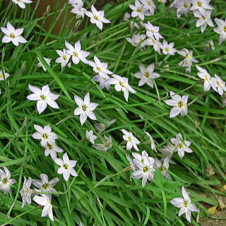 ipheion_n02.jpg