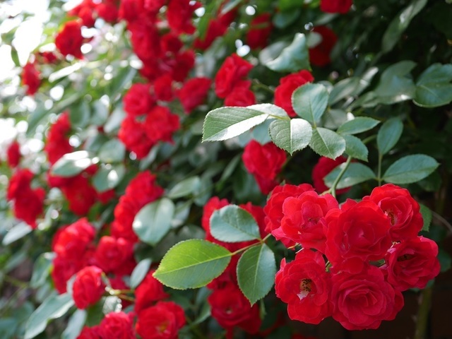 rose.jpg