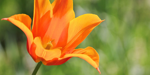 tulip-orange.jpg
